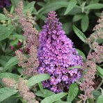 Budleja Dávidova (Buddleja Davidii) ´BUTTERFLY CANDY® LITTLE LILA´ - výška 40-50 cm, kont. C3L - NA KMIENKU